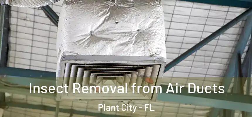 Insect Removal from Air Ducts Plant City - FL